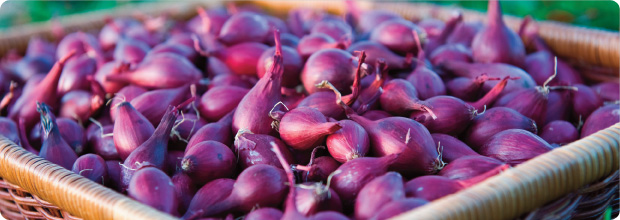 Basket of red shallots