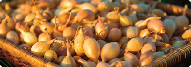 Basket of white shallots